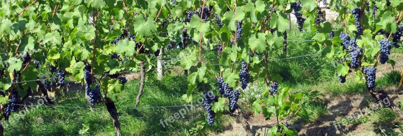 Grapes Blue Wine Food Drink