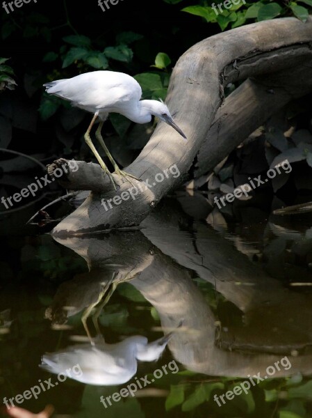 Little Blue Heron Juvenile Wildlife Nature Scenic