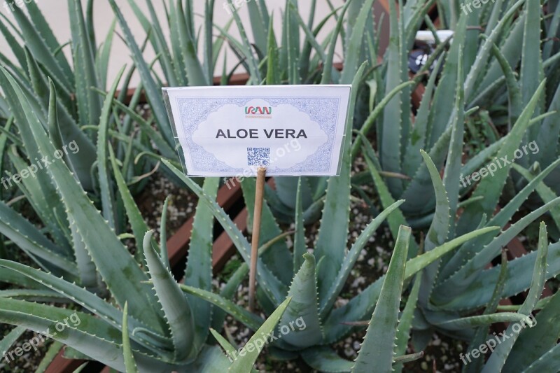 Aloe Vera Plant Healthy Free Photos