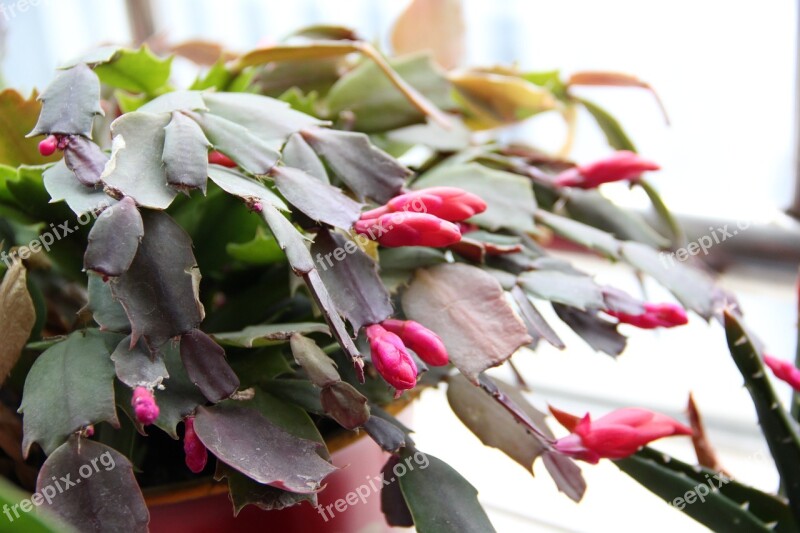 Fairy Christmas Cactus Plant Potted Plants Red Flowers