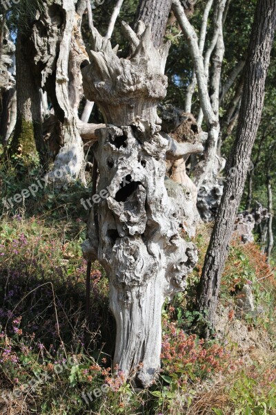 Root Forest Tree Nature Log