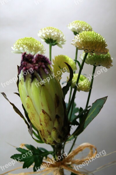 Protea Flower Flower Protea Indigenous Light Green