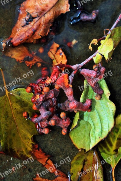 Japanese Raisins Fruit Leaves Twigs Raisins