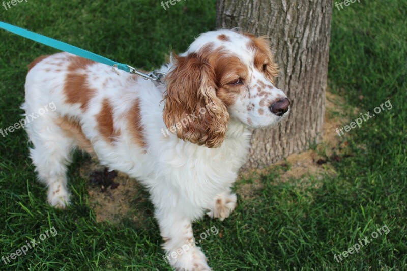 Dog Cocker Spaniel Pet Cute