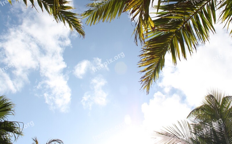 Trees Palm Clouds Sky Palm Tree