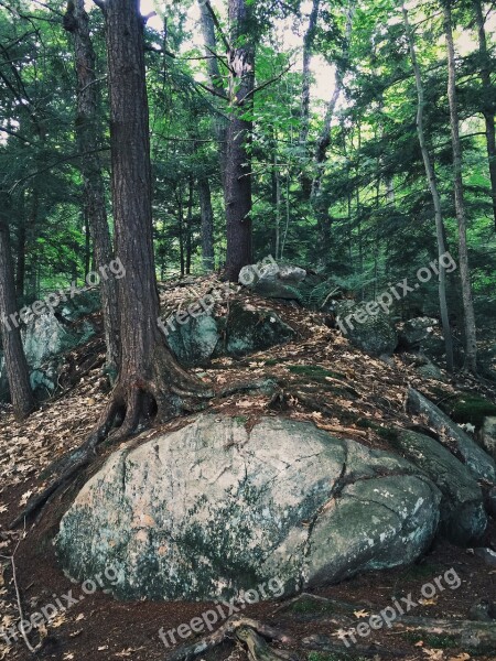 Forest Roots Rock Tree Roots Forest Landscape