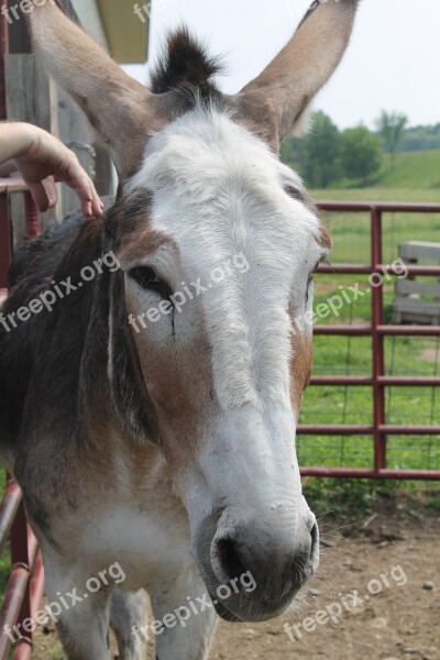 Donkey Farm Farm Animals Livestock Domestic