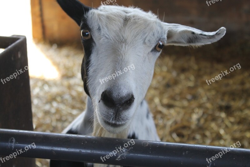 Sheep Lamb Farm Barn Animal