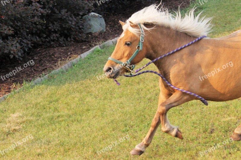 Horse Pony Animal Farm Nature