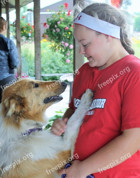 Dog Collie Lassie Pet Canine