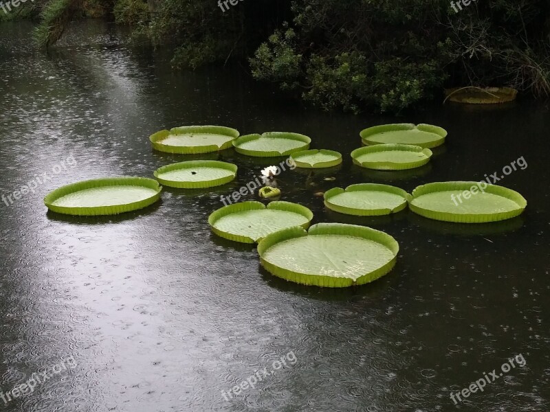 Lily Pads Giant Aquatic Rain