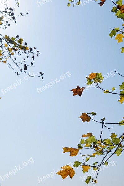 The Leaves Sky Sunshine Autumn Branch