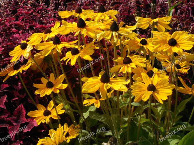 Black Eyed Susan Flower Yellow Black-eyed Susan