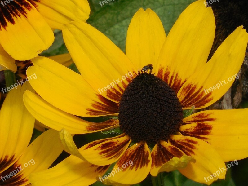 Black Eyed Susan Flower Yellow Black-eyed Susan