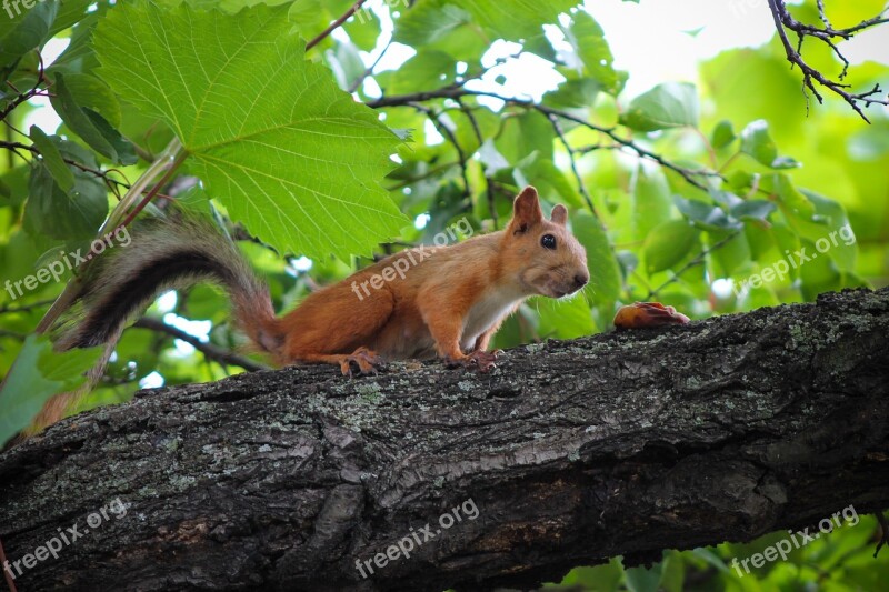 Squirrel Food Sniff Rodent Trees