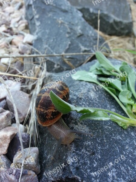 Snail Slow Rock Wet Shell