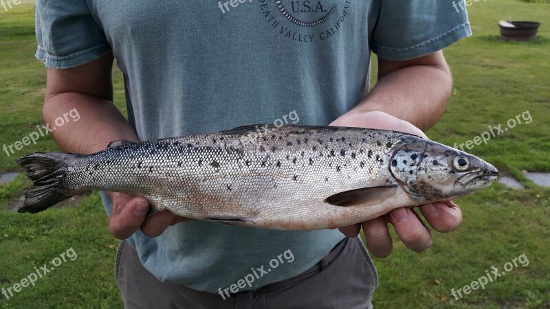 Atlantic Land-locked Salmon Maine Moosehead Lake New England Fishing