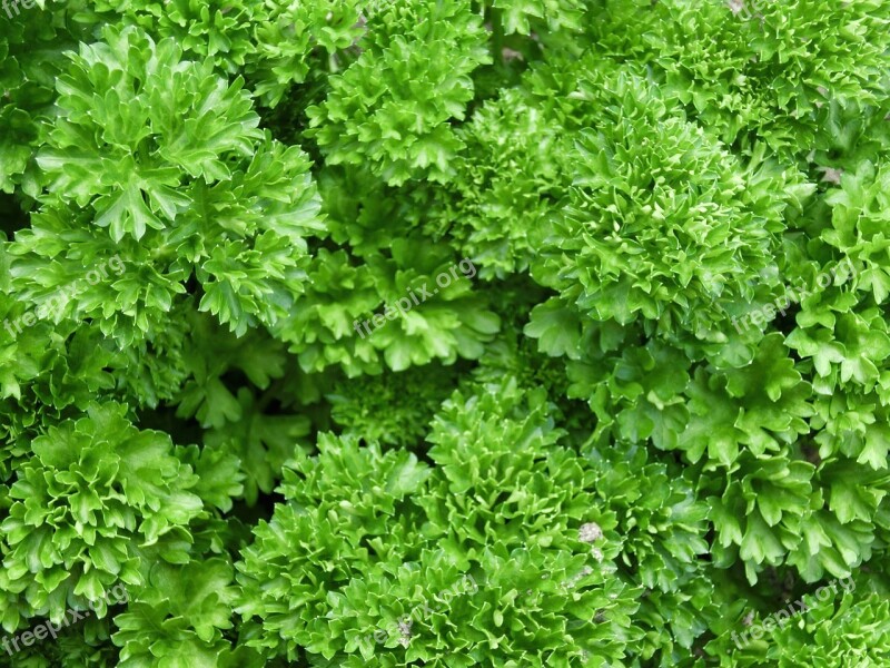 Parsley Herbs Plant Green Park