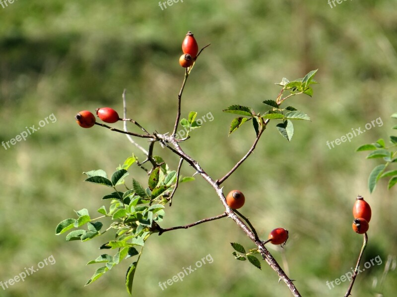 Rose Hip Branch Roses Eat Jam