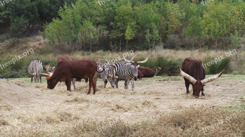 Zebras African Reserve Sigean Zoo Wild Animals