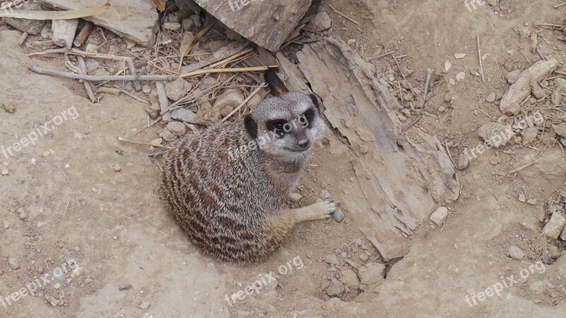 Suricate African Reserve Sigean Look Zoo