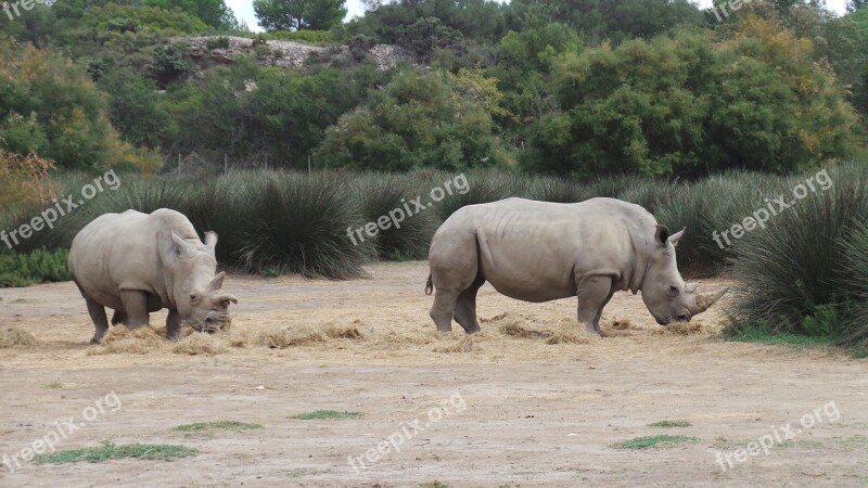 Rhinoceros African Reserve Sigean Zoo Free Photos