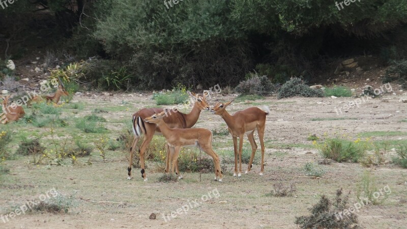 African Reserve Animals Zoo African Animals Wild Animals