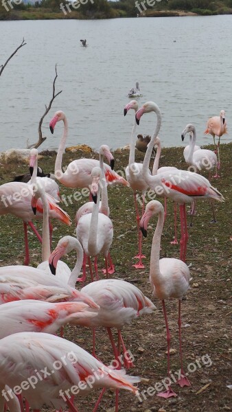 Pink Flamingo African Reserve Sigean Zoo Birds