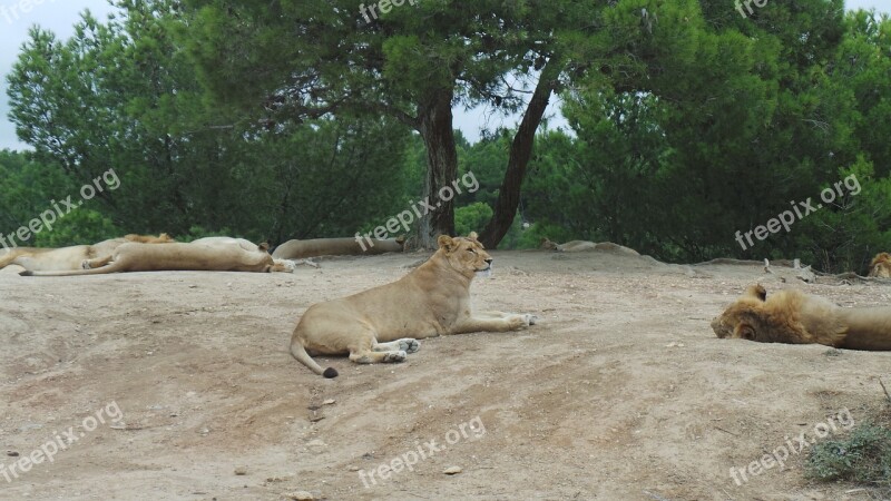 Lion Lioness Reserve Africaine Sigean Animals Animal