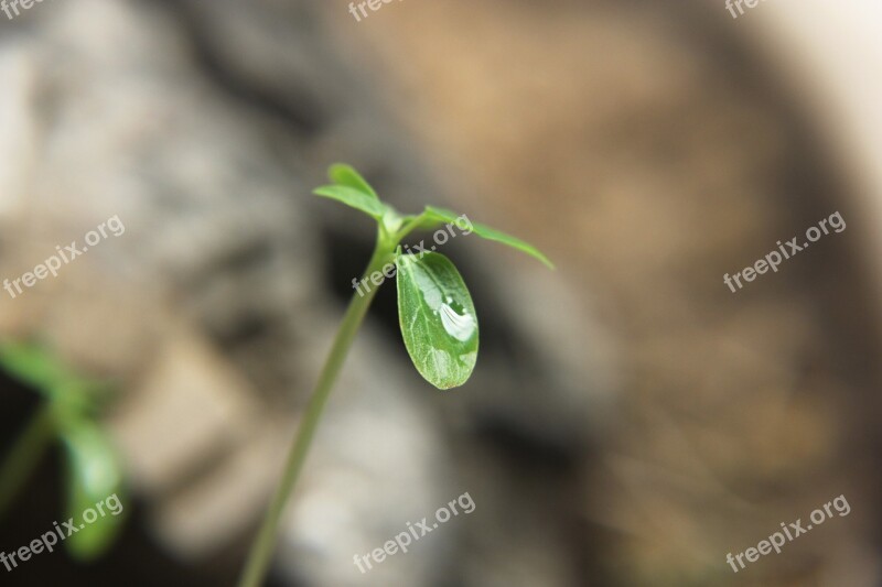 Green Leaf Water Drops Fresh Green Plants Green