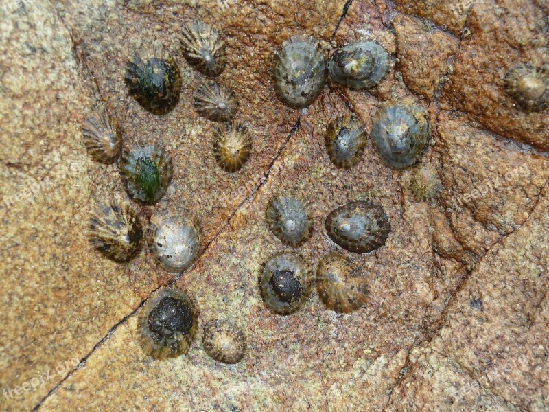 Limpets Shell Sea Nature Water