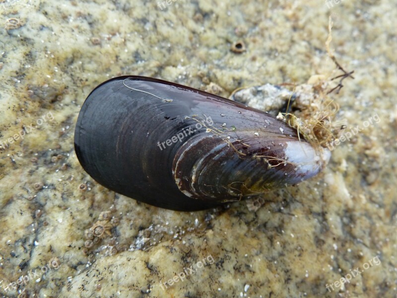 A Mussel Shell Water Sea Ocean