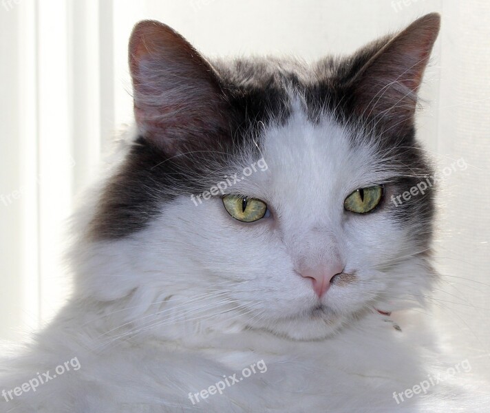 Rescue Cat Feline Long Hair Adorable Domestic