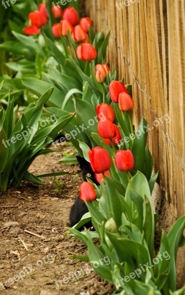 Cat Tulips Eye Hiding Red