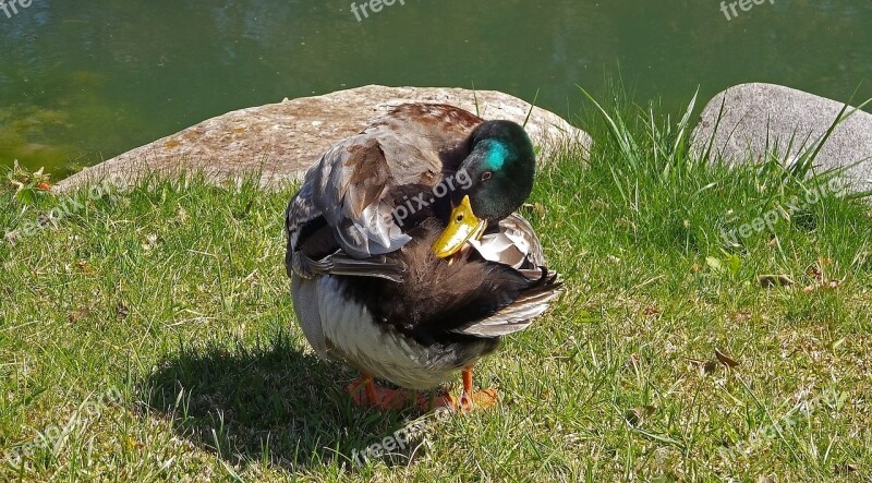 Duck Nature Birds Lake Water