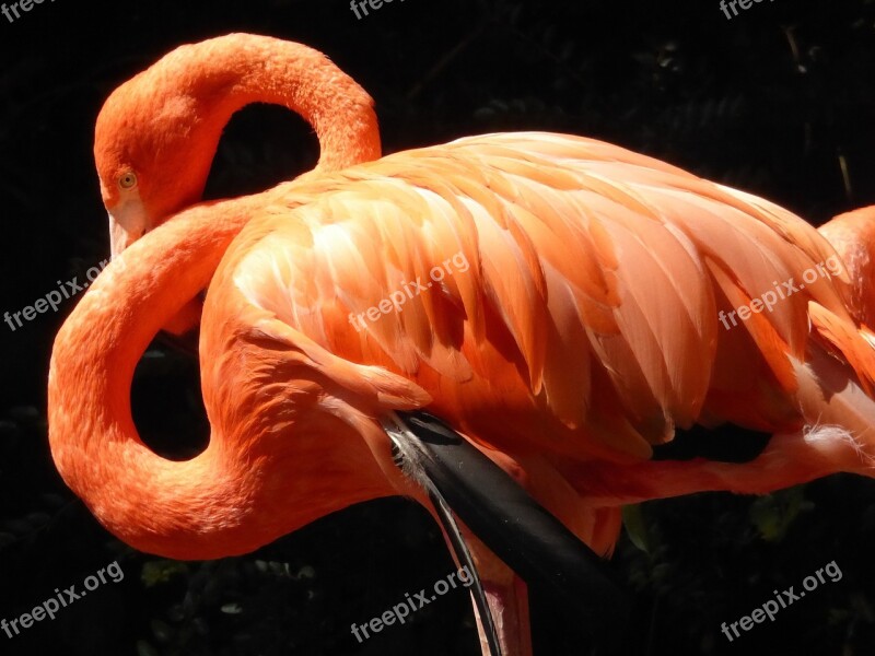 Flamingo Red Plumage Neck Feather