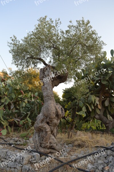 Tree Olive Tree Puglia Olives Olive Grove