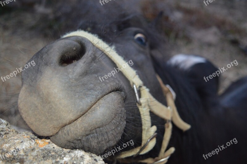 Horse Face Harness Funny Face Funny Photo