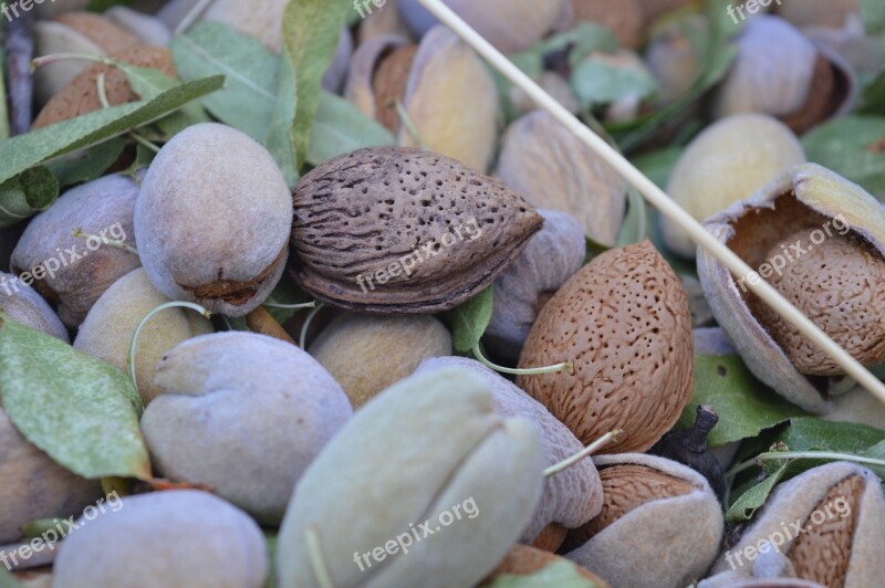 Almonds Dried Fruit Puglia Fruit Agriculture