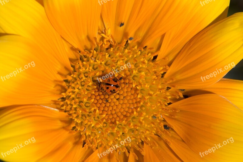 Macro Daisy Plant Flower Spring