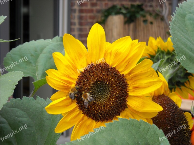 Flowers Sunflowers Nature Yellow Bloom