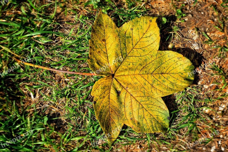 Foliage Leaf Leaf Autumn Green Leaves