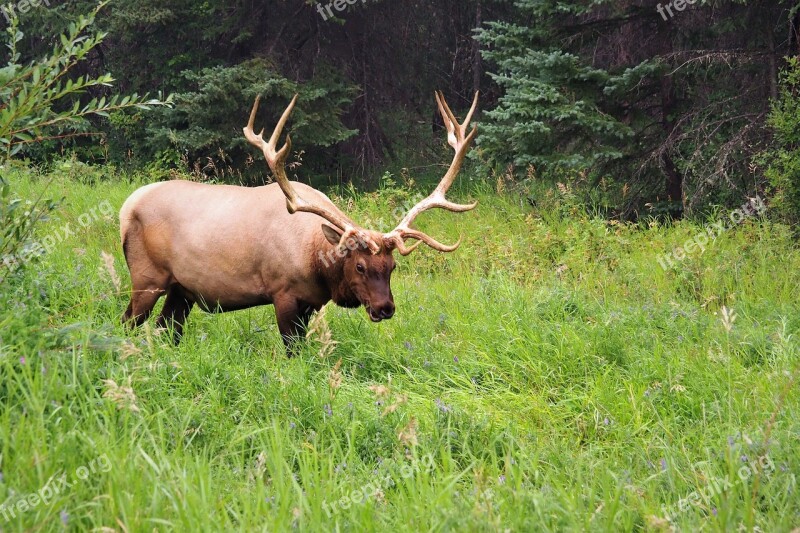 Elk Grazing Lush Green Forest Trees