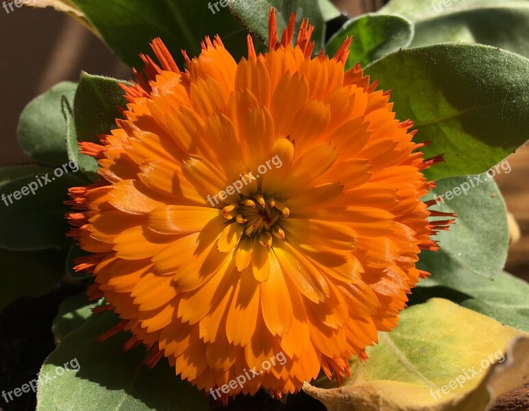 Orange Flower Petals Orange Petals Flower Plant