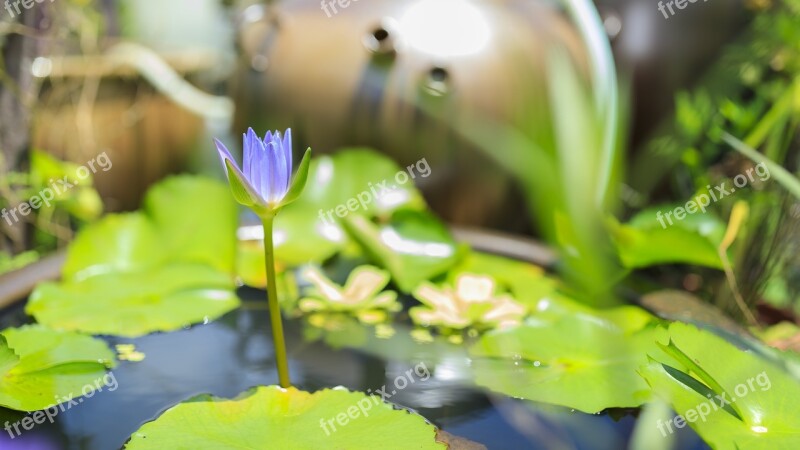 Lotus Summer Green Plants Free Photos