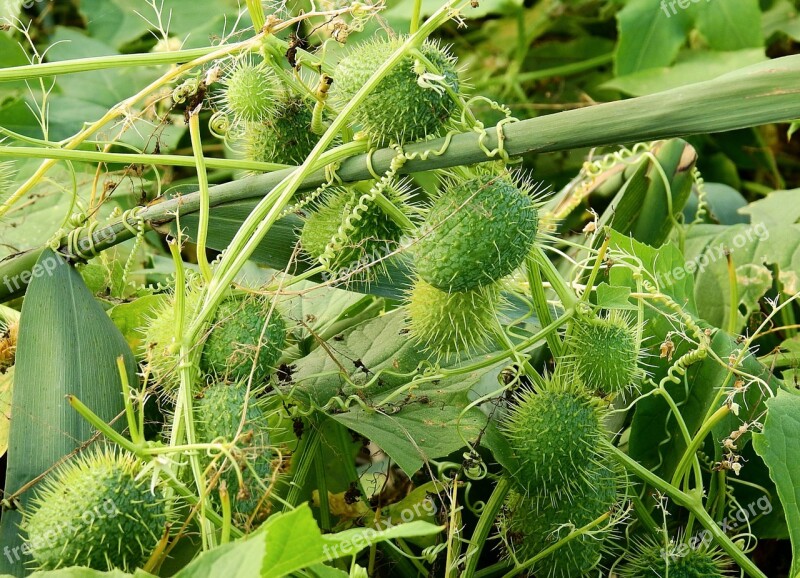 Wild Cucumber Nature Plant Free Photos