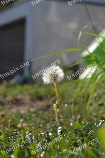 Meadow Grass Focus Macro Landscape