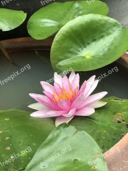 Pink Green The Lotus Pond Lotus Basin Flora