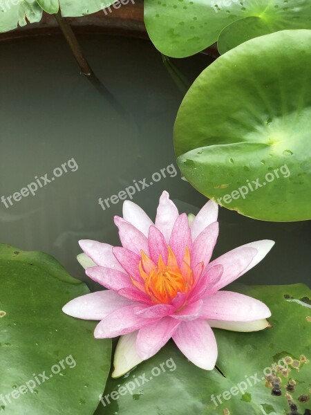 Lotus Basin The Lotus Pond Pink Water Plants Tub