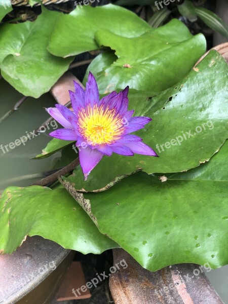 Pathum Lotus Plant Science Water Plants Purple